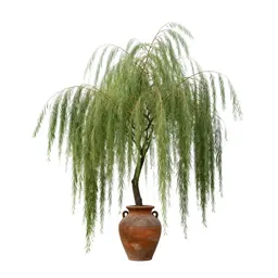 Weeping willow