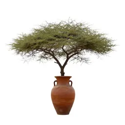 Acacia on savannah