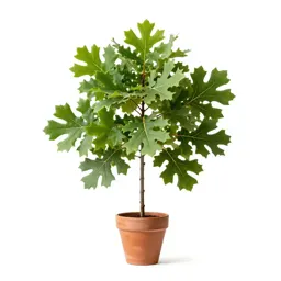 English oak in full leaf
