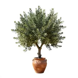 Olive tree with a gnarled trunk