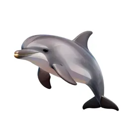 Bottlenose dolphin