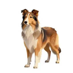 Collie
