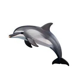Common dolphin
