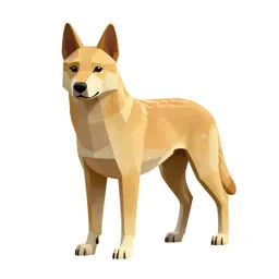 Dingo