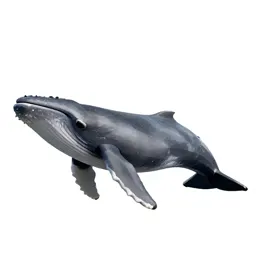 Grey whale
