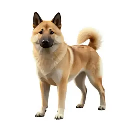 Keeshond