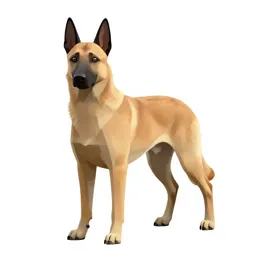 Malinois