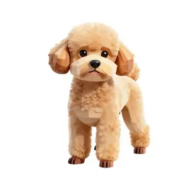 Miniature poodle