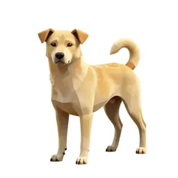 Pariah dog