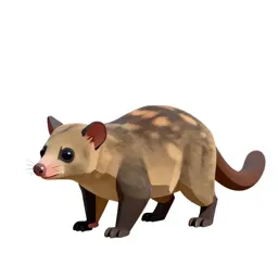 Phalanger