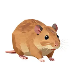 Pocket rat