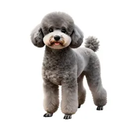Poodle