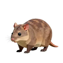 Potoroo