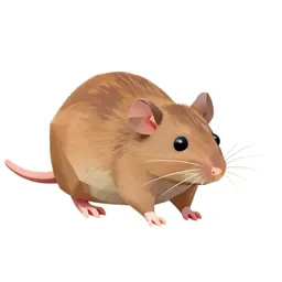 Rat