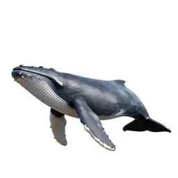Right whale