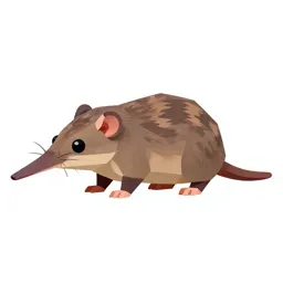Shrew mole