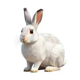 White-tailed jackrabbit