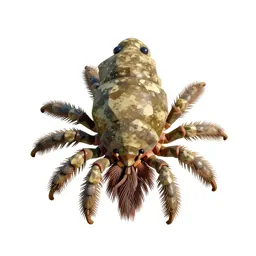 Barnacle