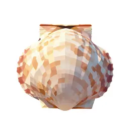 Bay scallop
