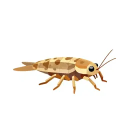 Beach flea