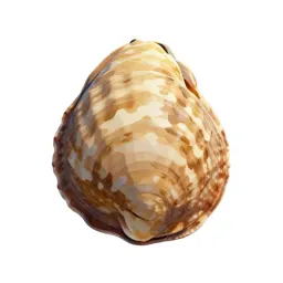 Bivalve