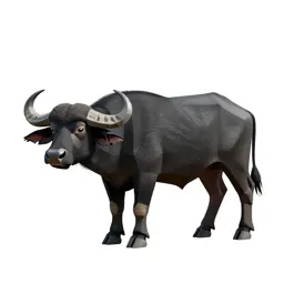 Black buffalo