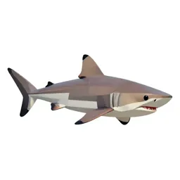 Blacktip shark