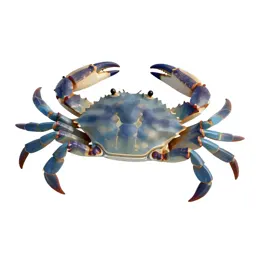 Blue crab