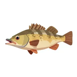 Boarfish