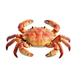 Brachyuran