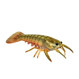 Branchiopod crustacean