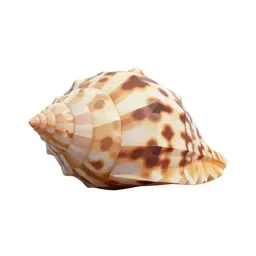 Bubble shell