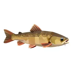 Buffalo fish