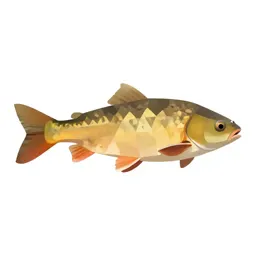 Carp
