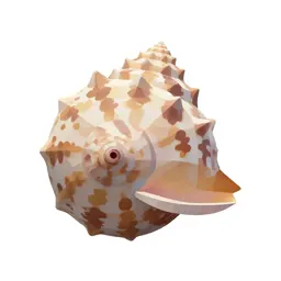 Chambered nautilus