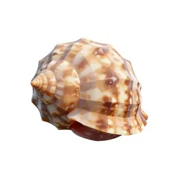 Chiton