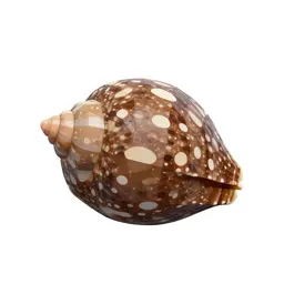 Common limpet