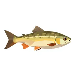Common shiner