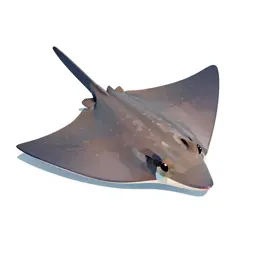 Cownose ray