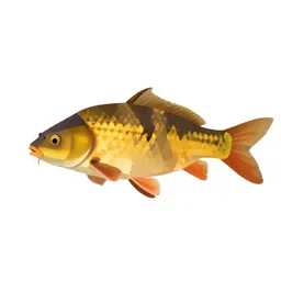 Crucian carp