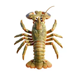 Crustacean