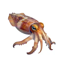 Cuttlefish