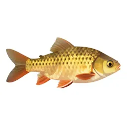 Cyprinid