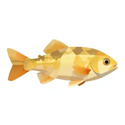 Cypriniform fish