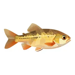 Cyprinodont