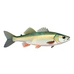 Dace