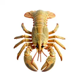 Decapod crustacean
