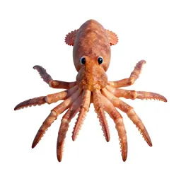 Decapod