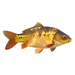 Domestic carp