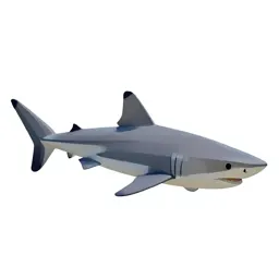 Dusky shark